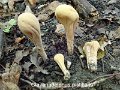 Clavariadelphus pistillaris-amf409-1